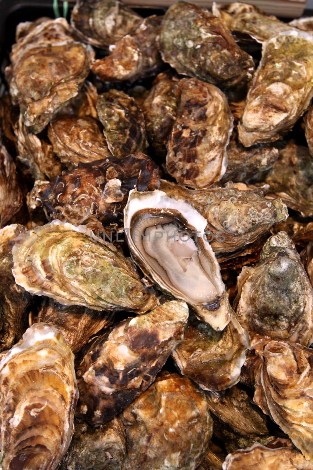 Fresh oysters in La Rochelle. France