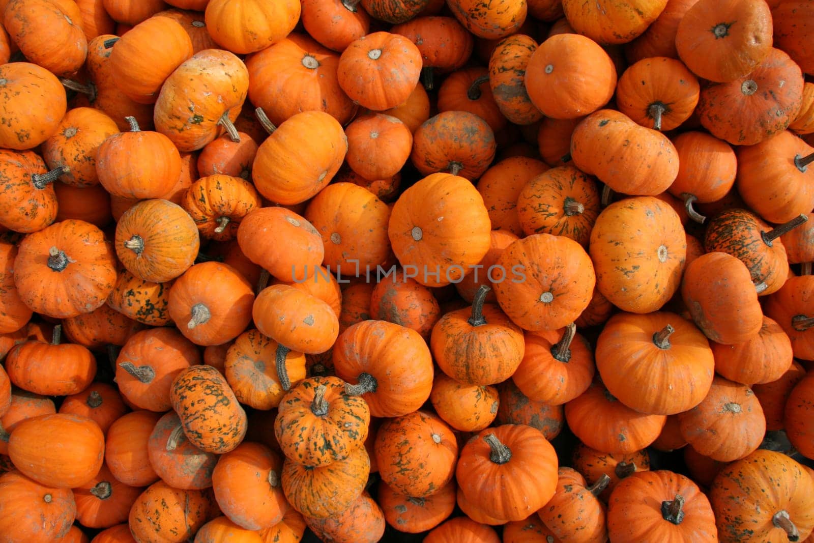 Mandarin Pumpkins