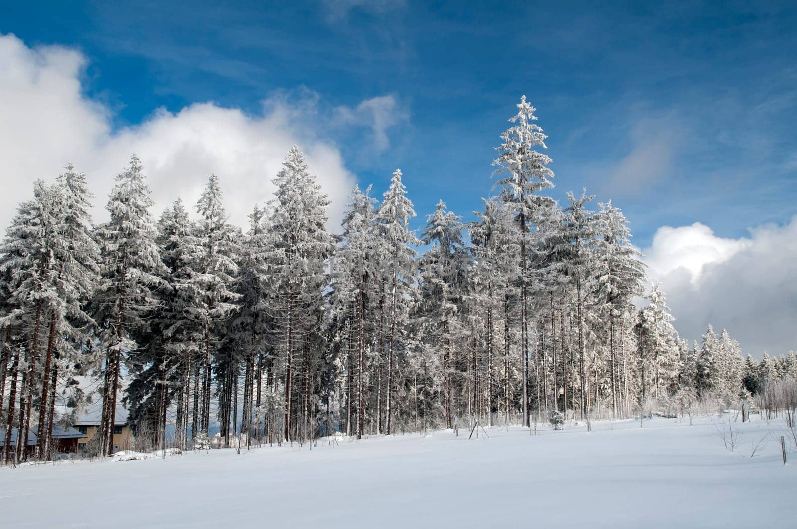 Winter Forest