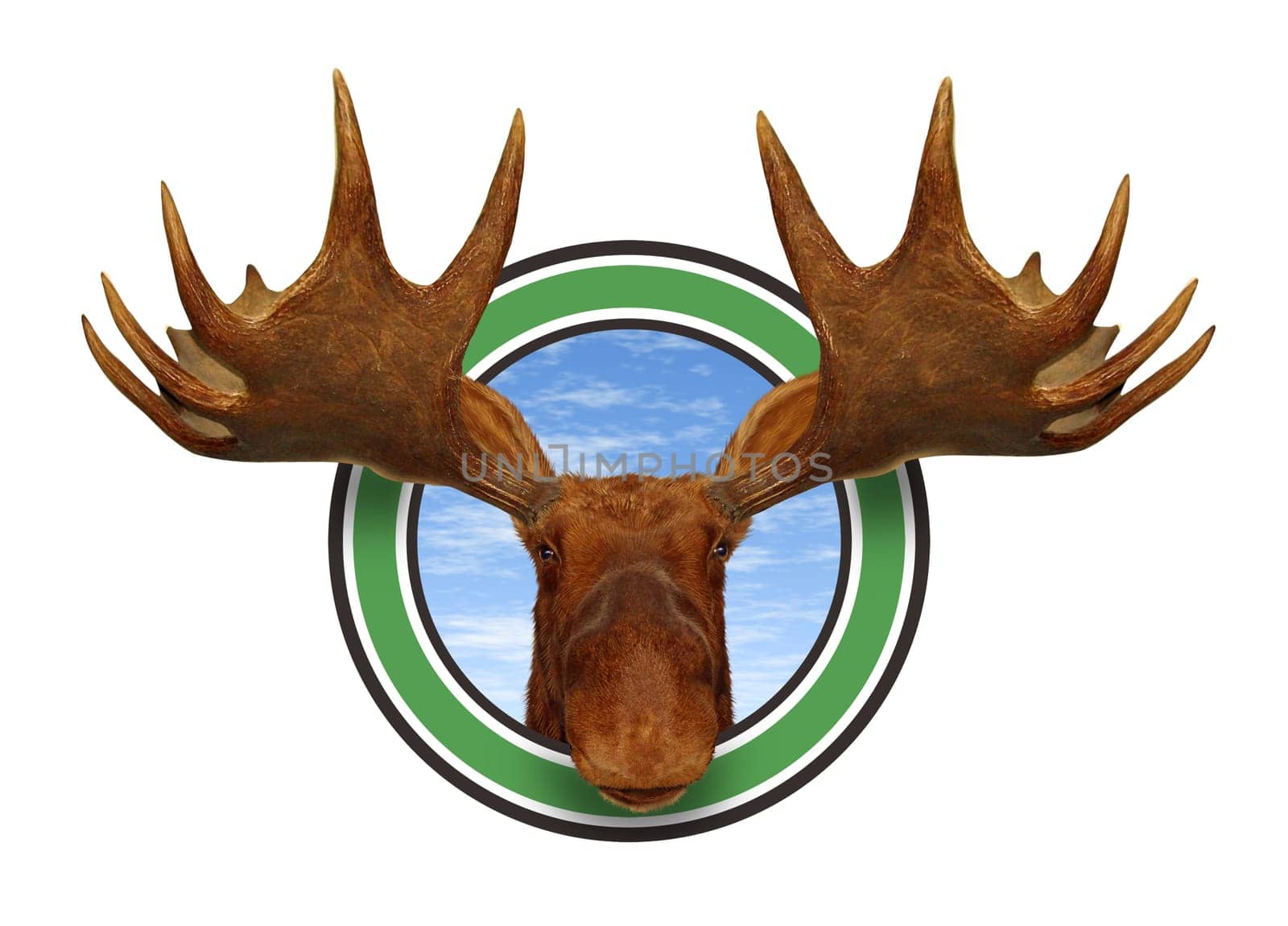 Moose head front view of antlers forest icon isolated on white background representing northern fauna from the wildlife of the Canadian and American north mountains for responsible hunting and natural preservation.