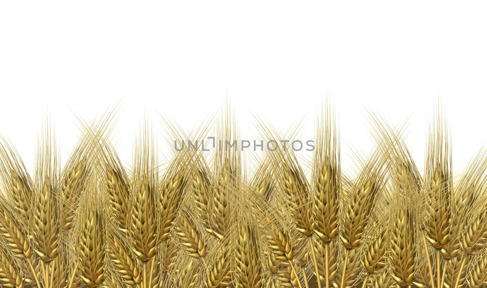 Wheat harvest on a golden horizon of harvesting grass crop as a symbol of healthy whole food for farm baked and fresh organic bakery goods as bread and cerial grains.