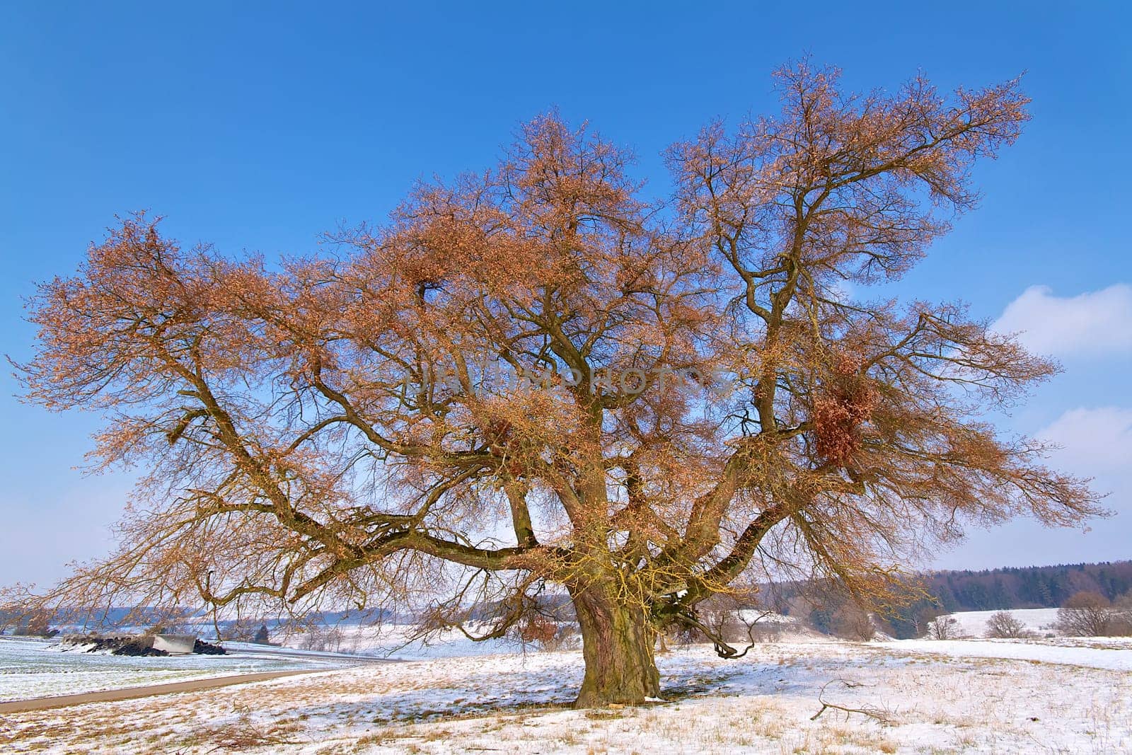 A beautiful,large and old tree is waiting for spring. In the background a beautiful blue sky with a few clouds.