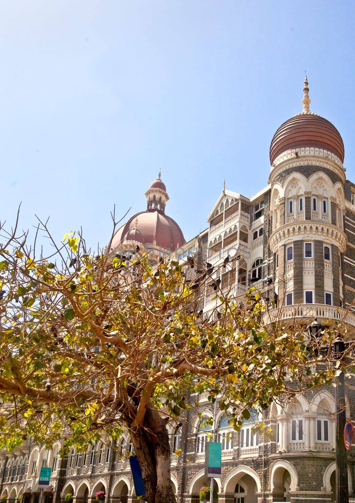Vertical landscape of a tree full of pigeons which has a protection order for the birds, with the Taj Hotel in the background. The hotel stands in full view of the India Gateway and both landmarks are very popular destinations for tourist to Bombay India. Rendered photograph