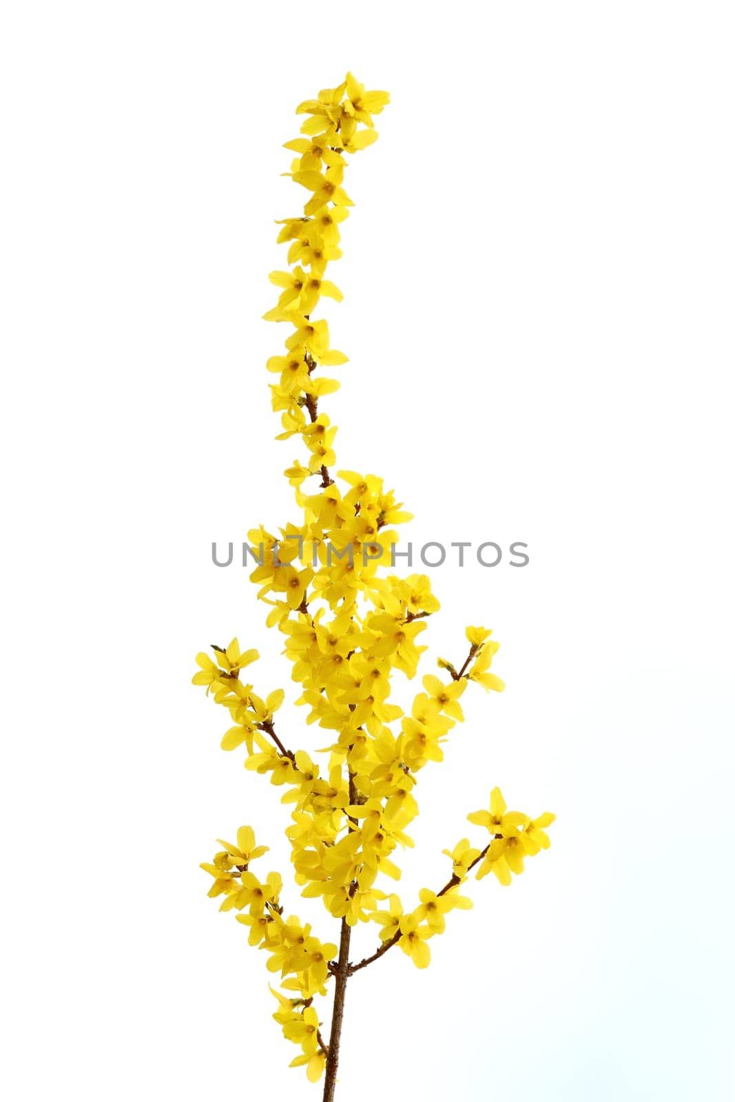 Details of a blossoming forsythia branch in spring.
