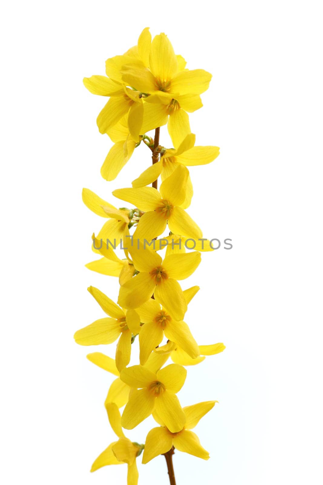 Details of a blossoming forsythia branch in spring.