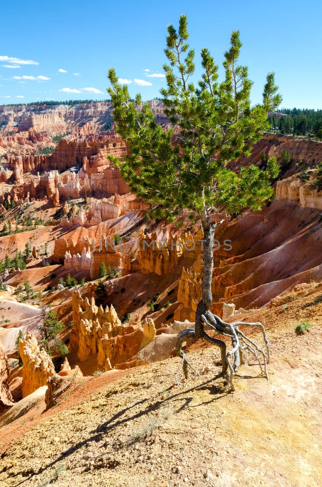 tree in Bryce Canyon National Park in Utah in the United States of America