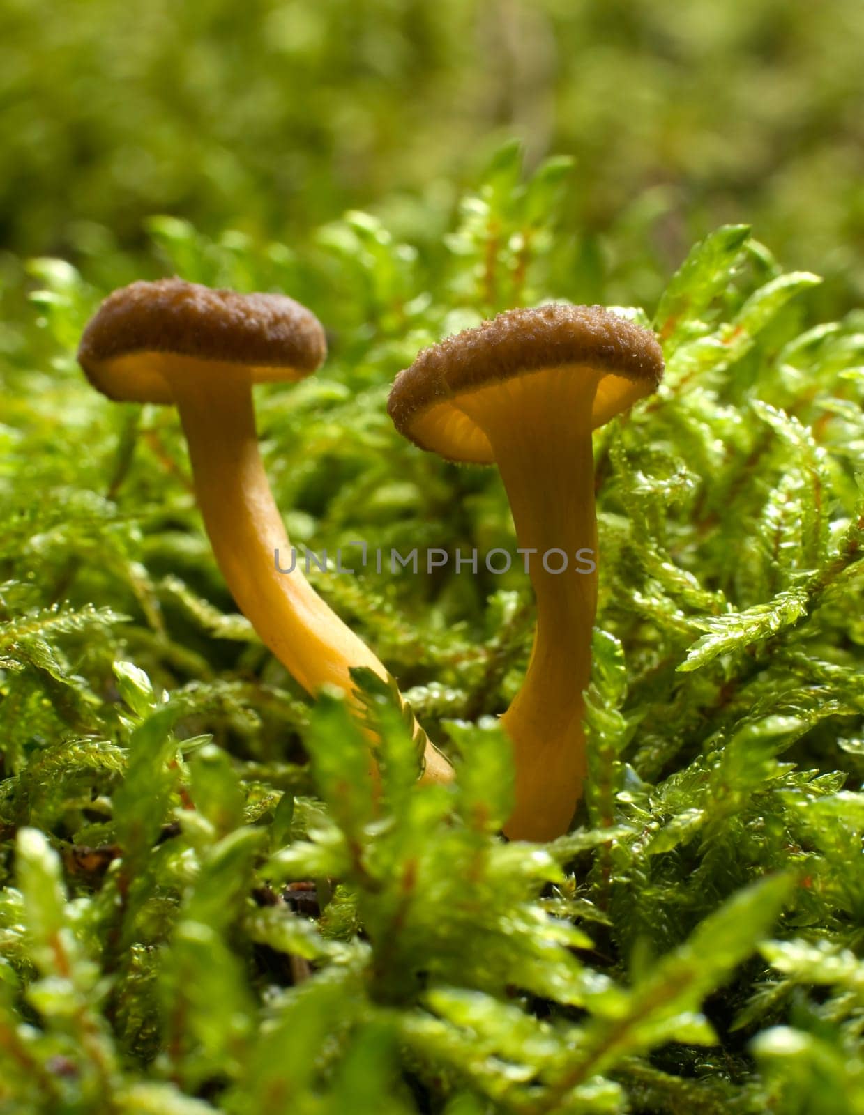 brown armillaria edible mushroom close up shoot