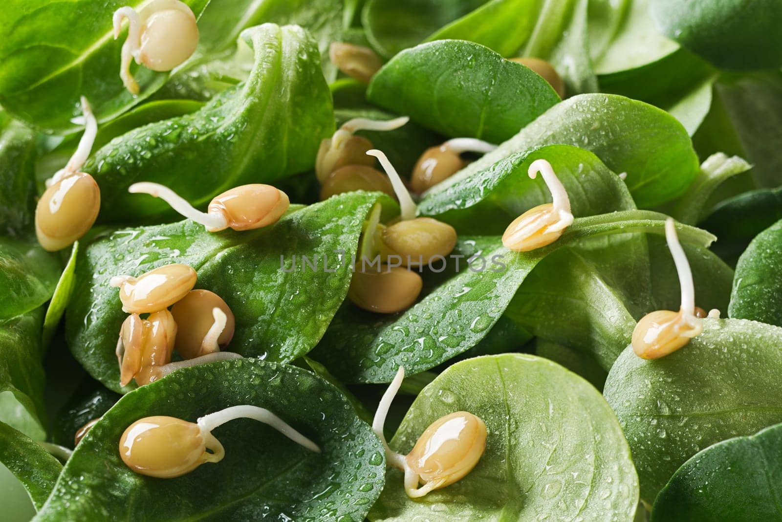 Fresh green salad with bean sprouts close up