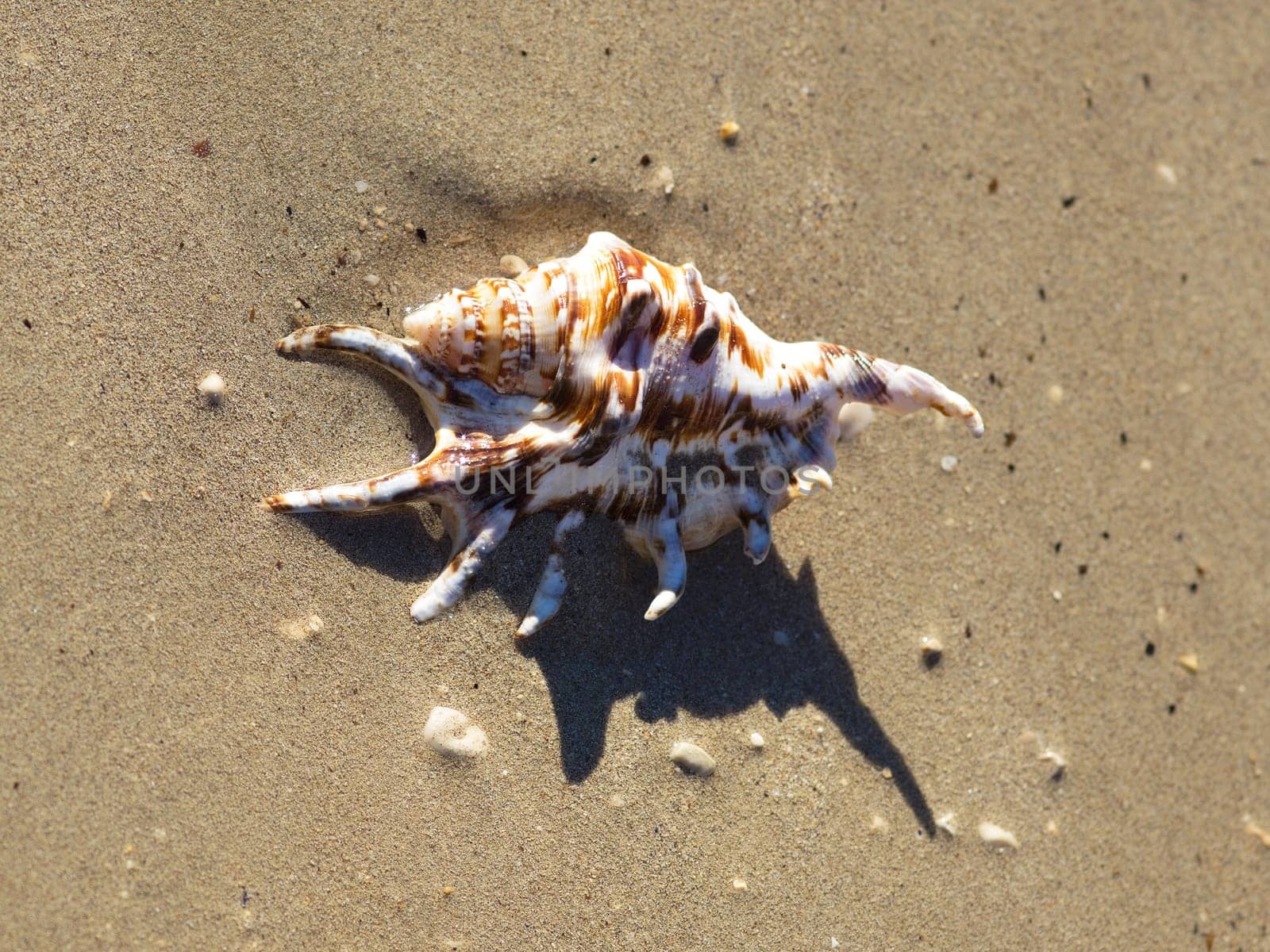 shell on the sand beach near the sea