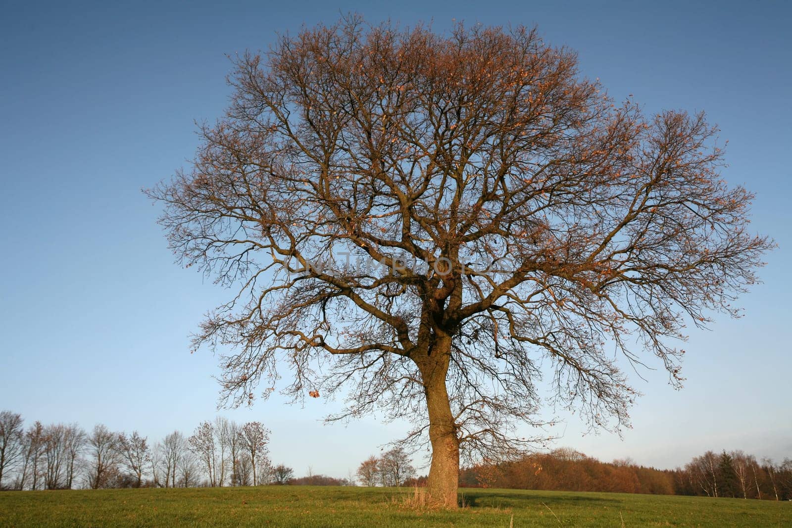 Pedunculate oak in autumn