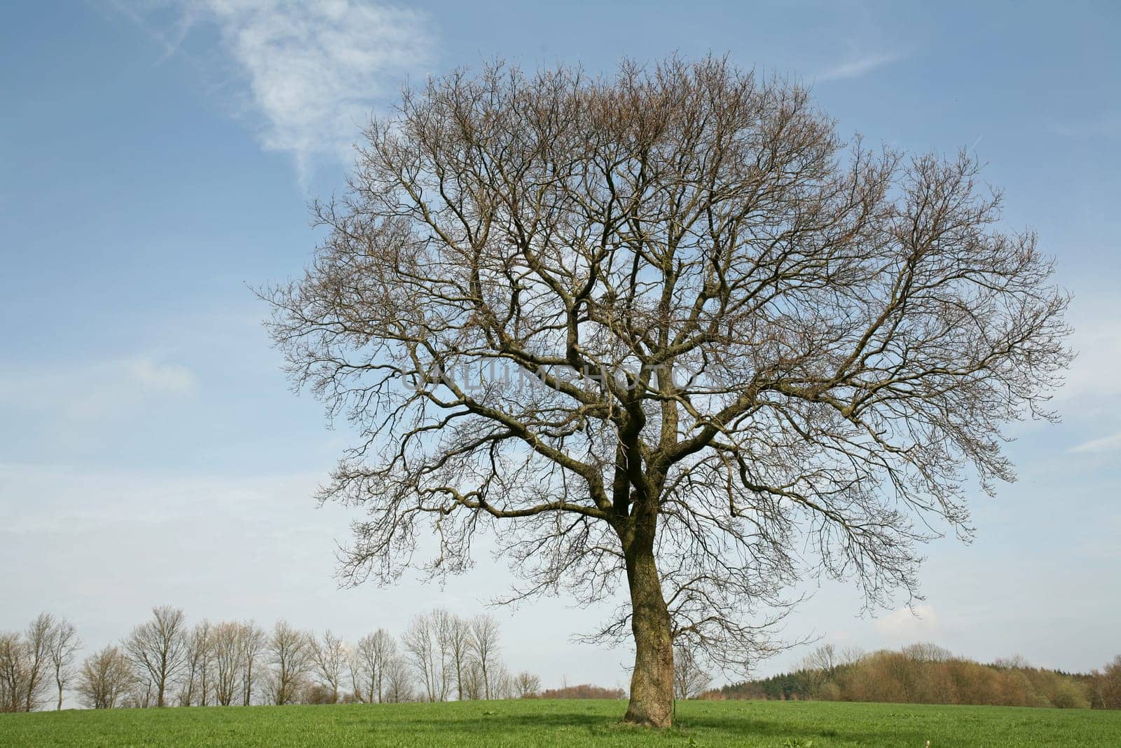 English oak in spring