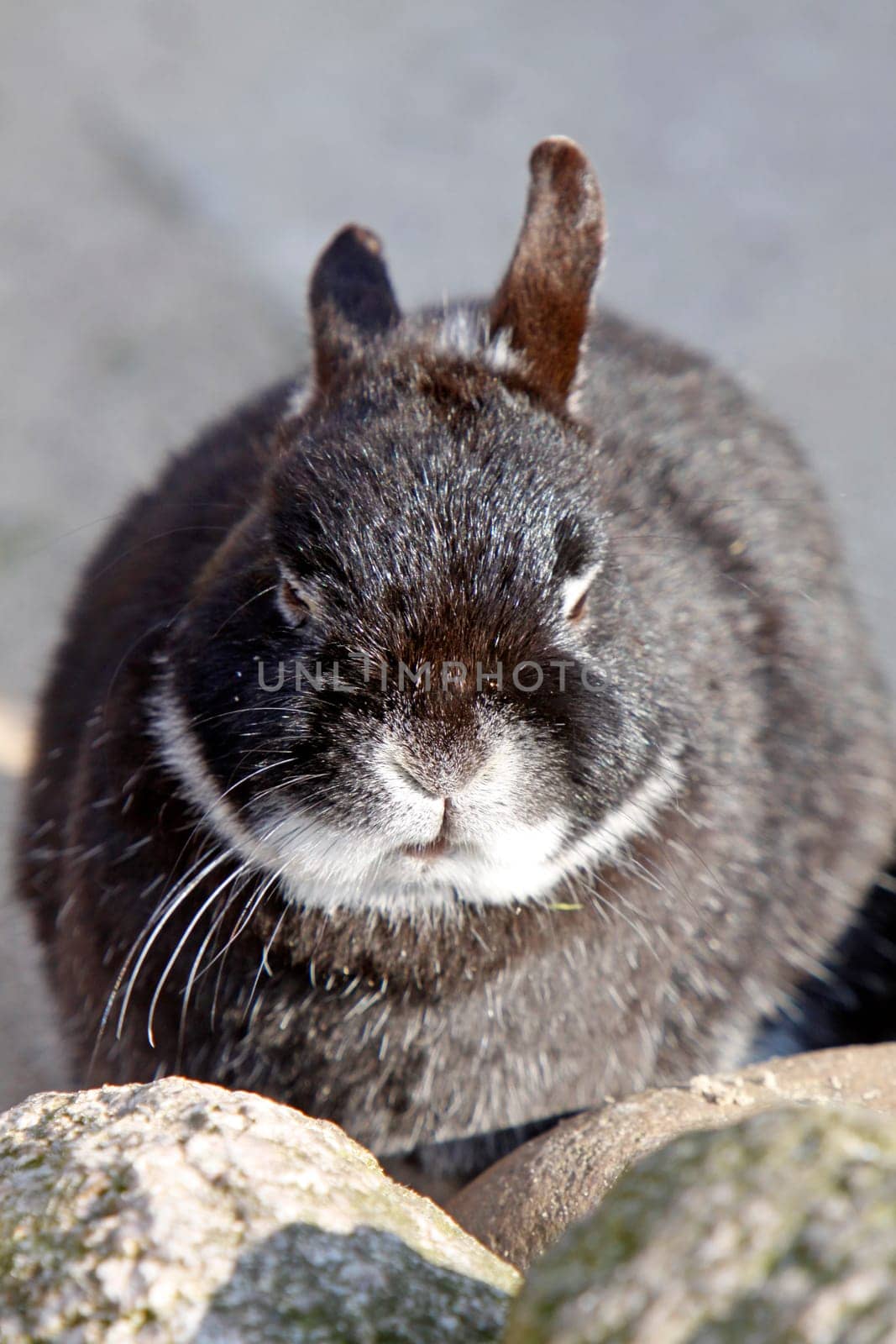Pygmy rabbit