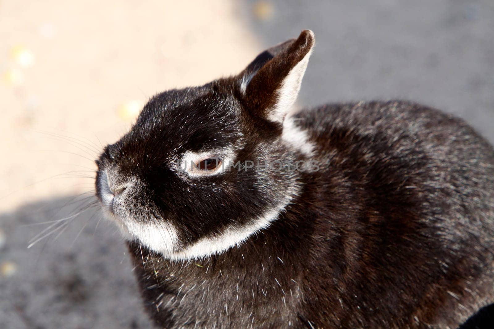 Pygmy rabbit