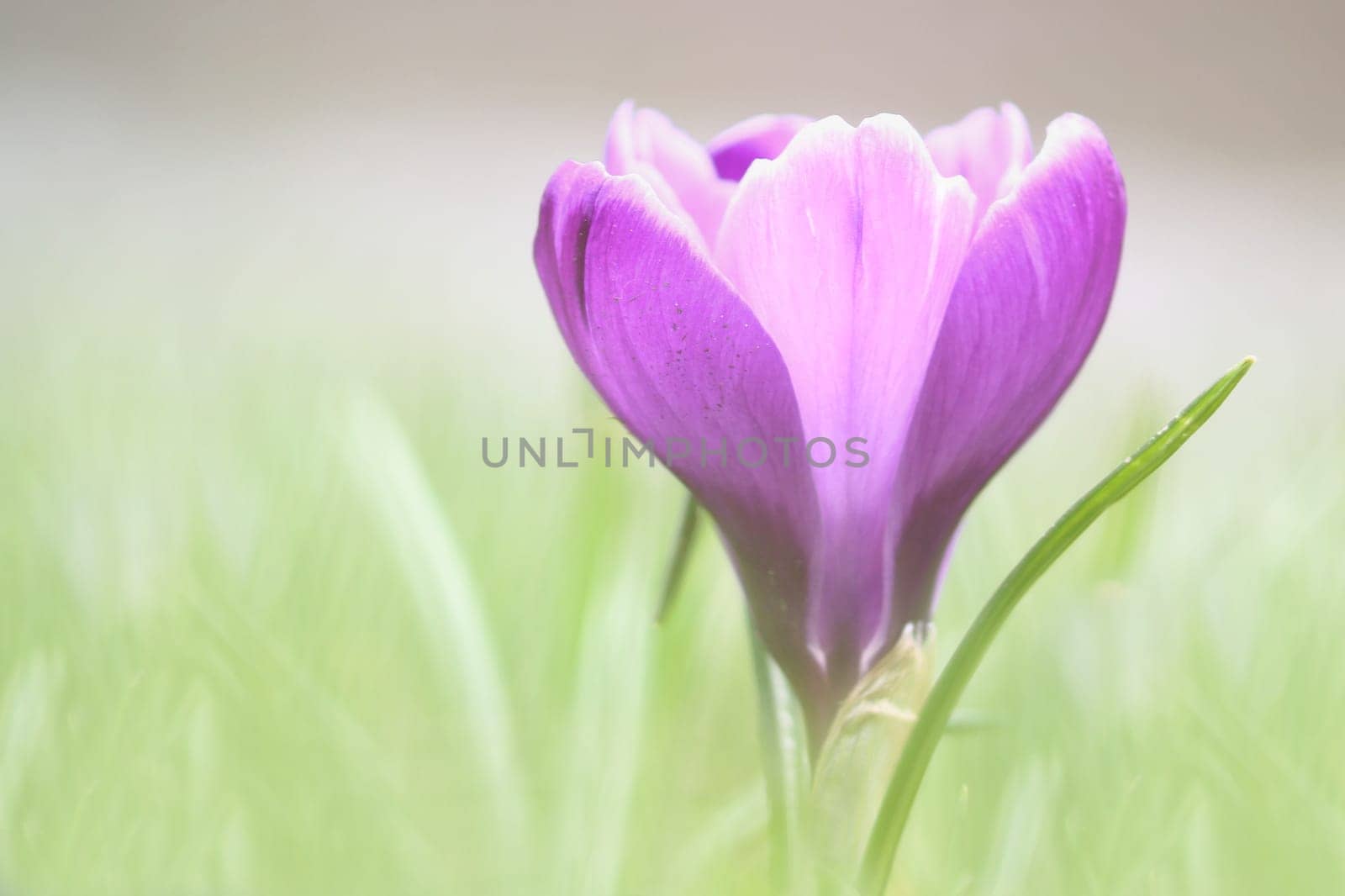 The crocus in a delicate pastel colour
