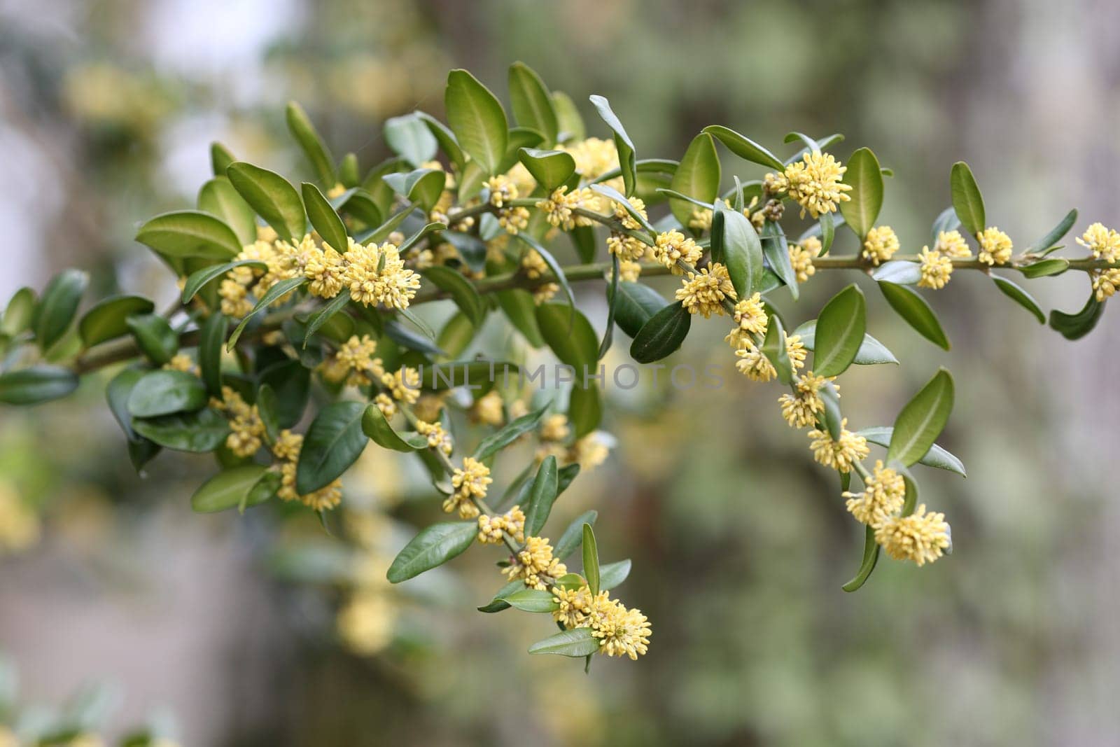Details of a blossoming common box branch in spring.