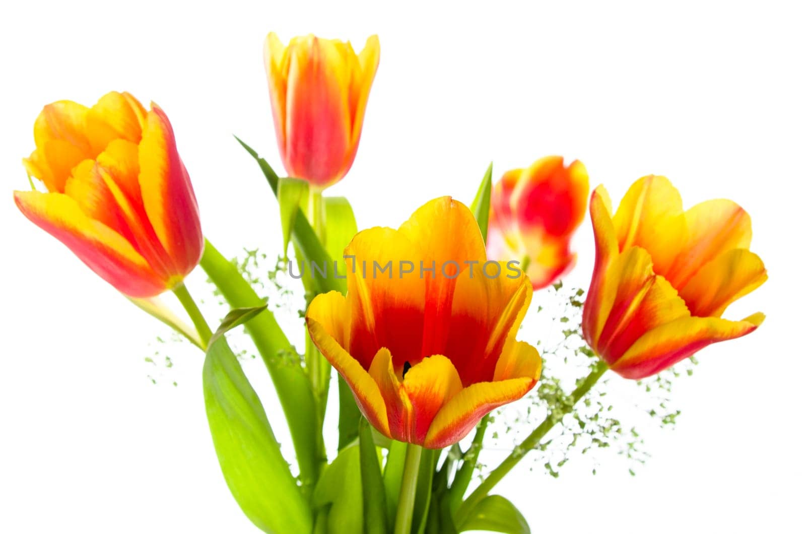 Bouquet of yellow-red tulips, it is isolated on white