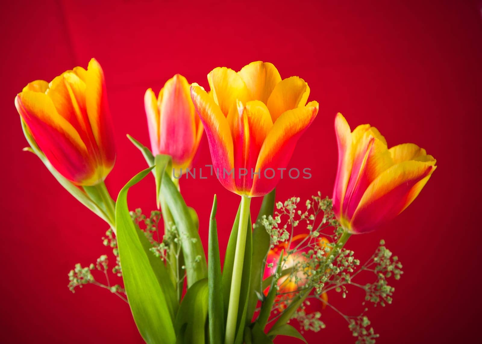 Bouquet of yellow-red tulips on a red background