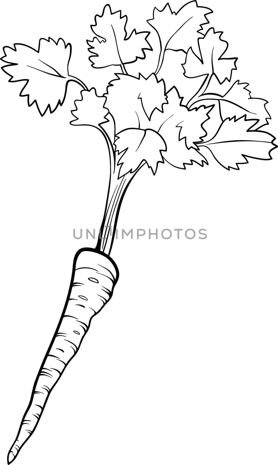 Black and White Cartoon Illustration of Parsley Root Vegetable Food Object for Coloring Book