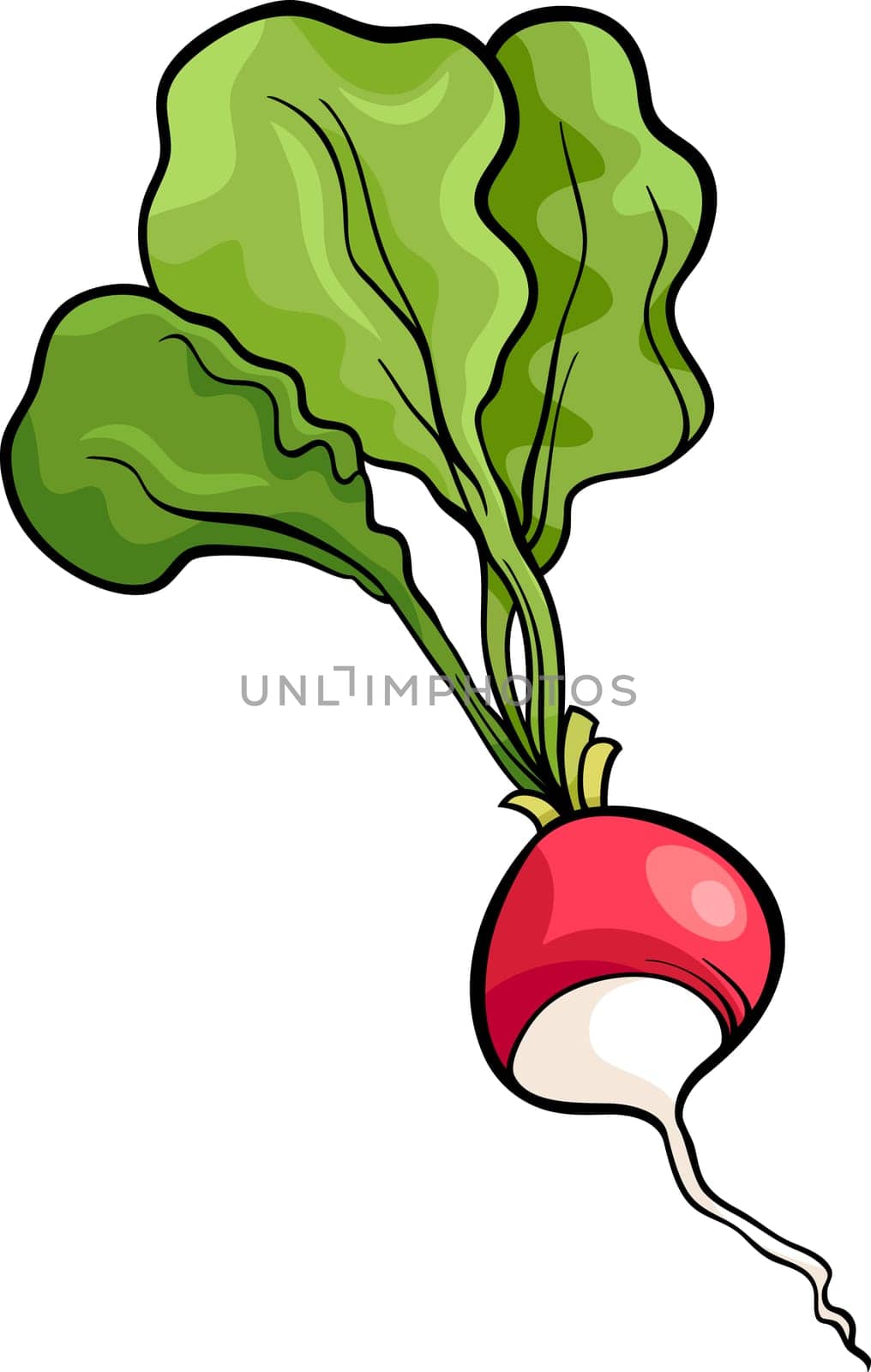 Cartoon Illustration of Radish Vegetable Food Object