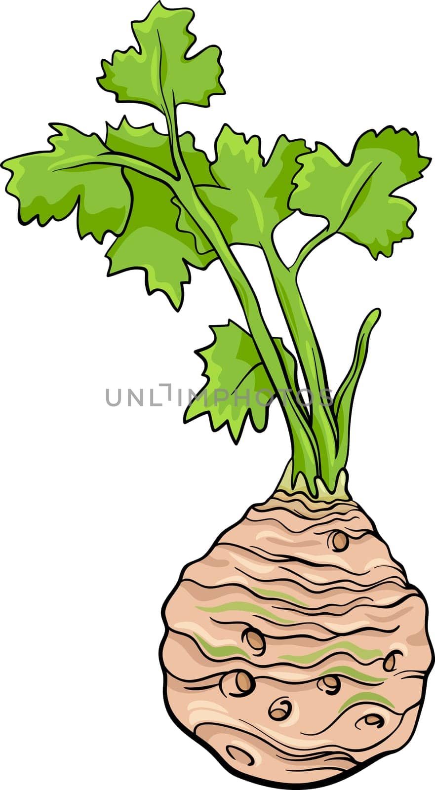 Cartoon Illustration of Celery Root Vegetable Food Object