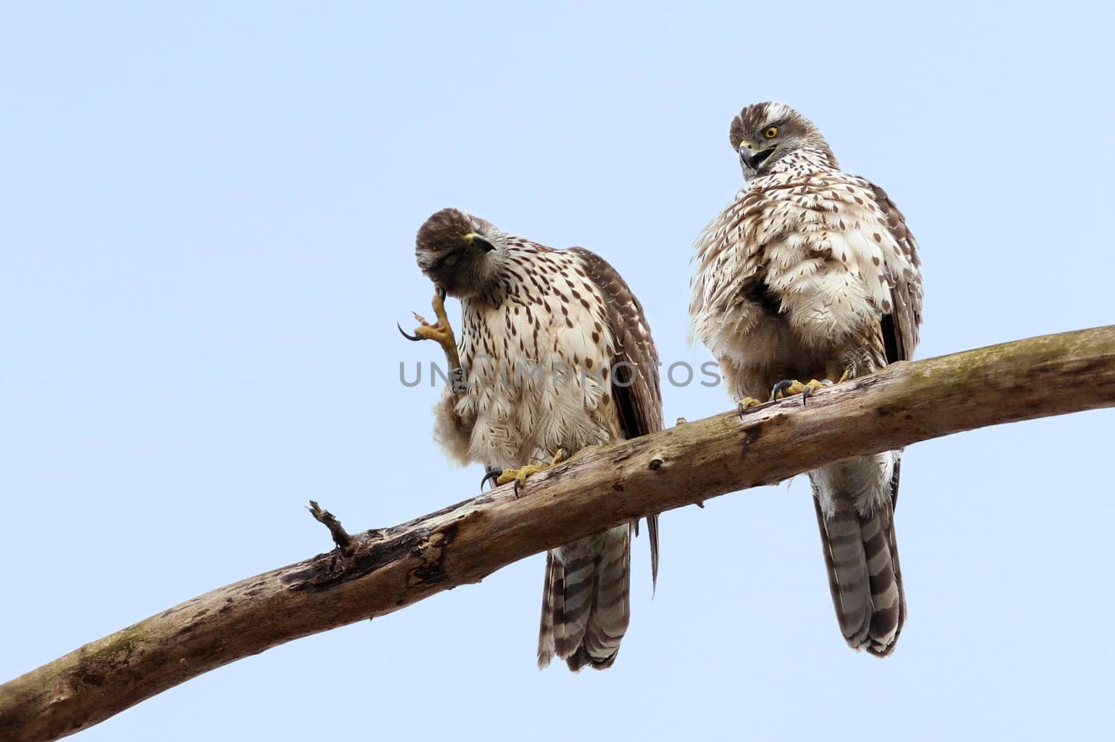 Accipiter gentilis - The hawk