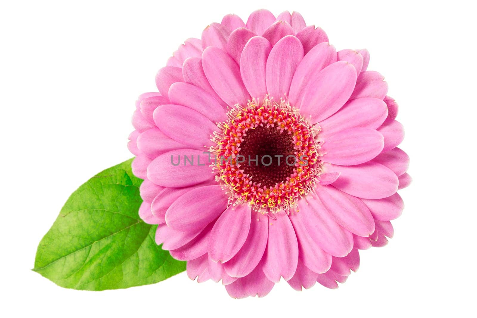 Vibrant pink daisy with green leaf isolated on white background.