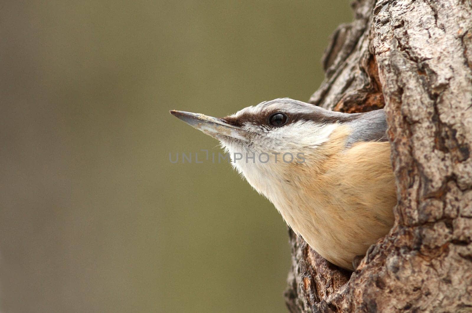 Sittidae - The Nuthatch