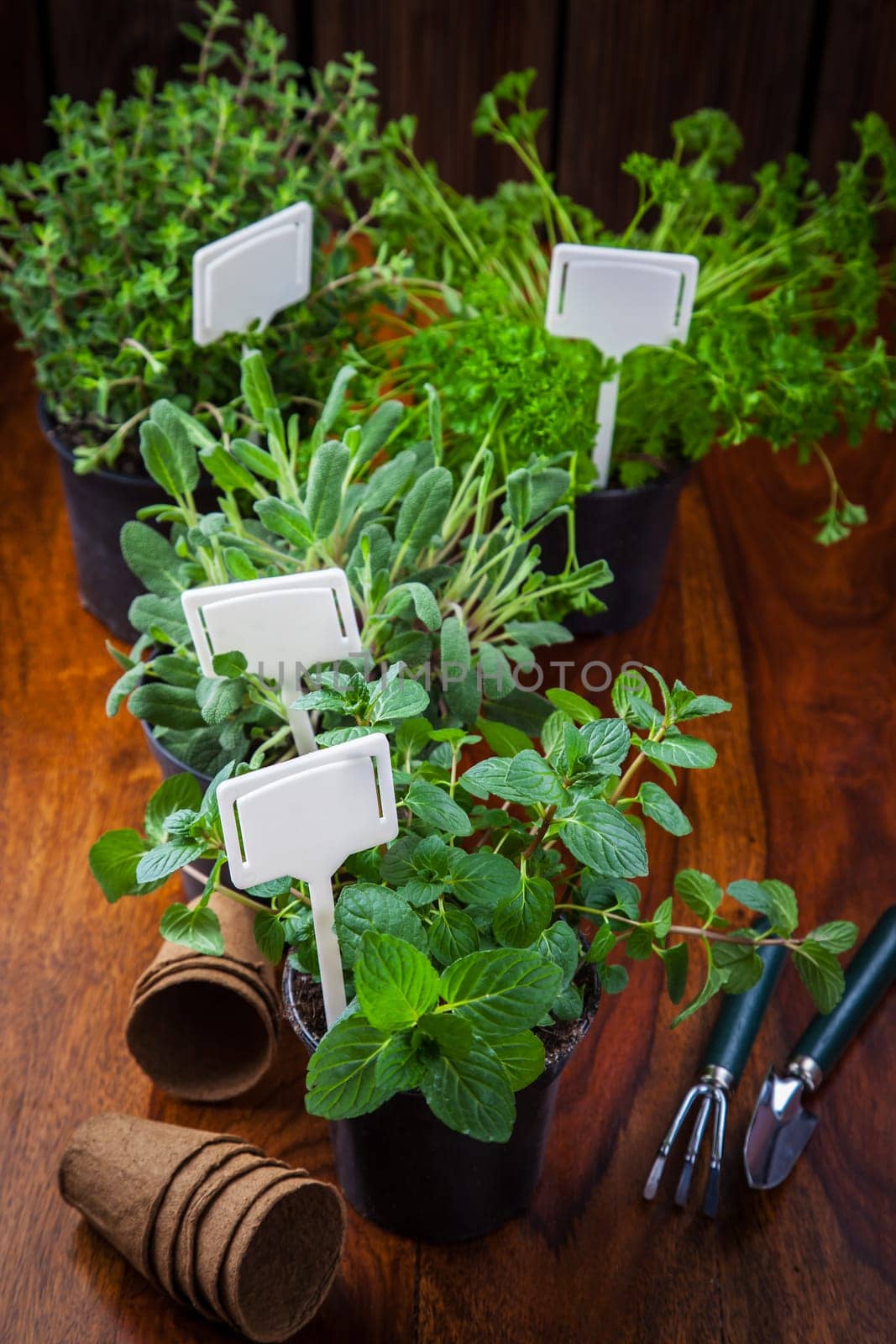 Herbs for planting with garden tools