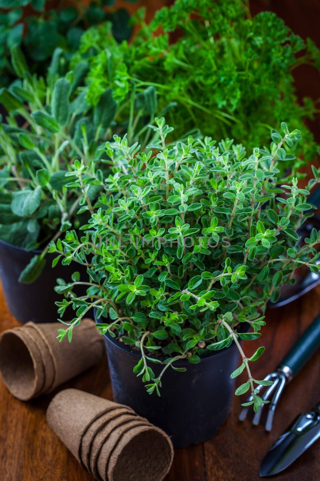 Different herbs for planting with garden tools