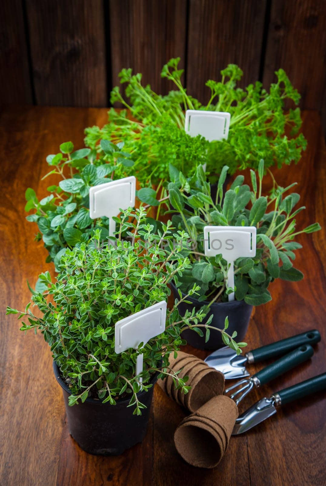 Various herbs for planting with garden tools