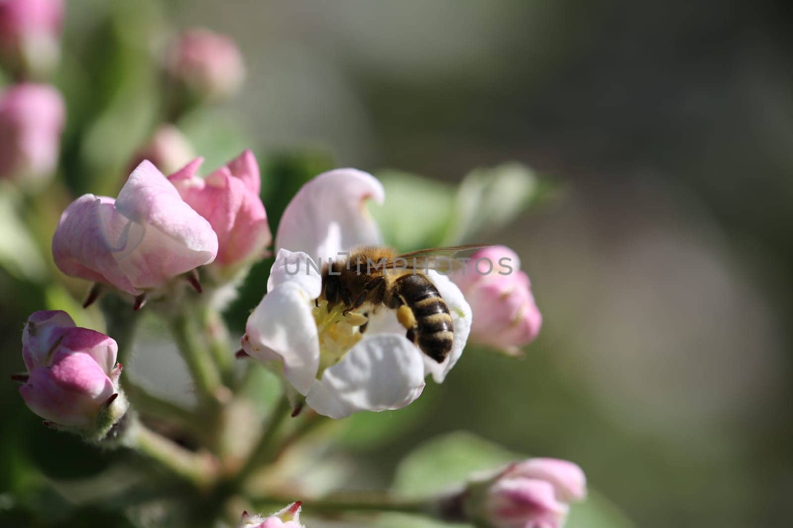 Busy bee collecting nectar from apple blossoms