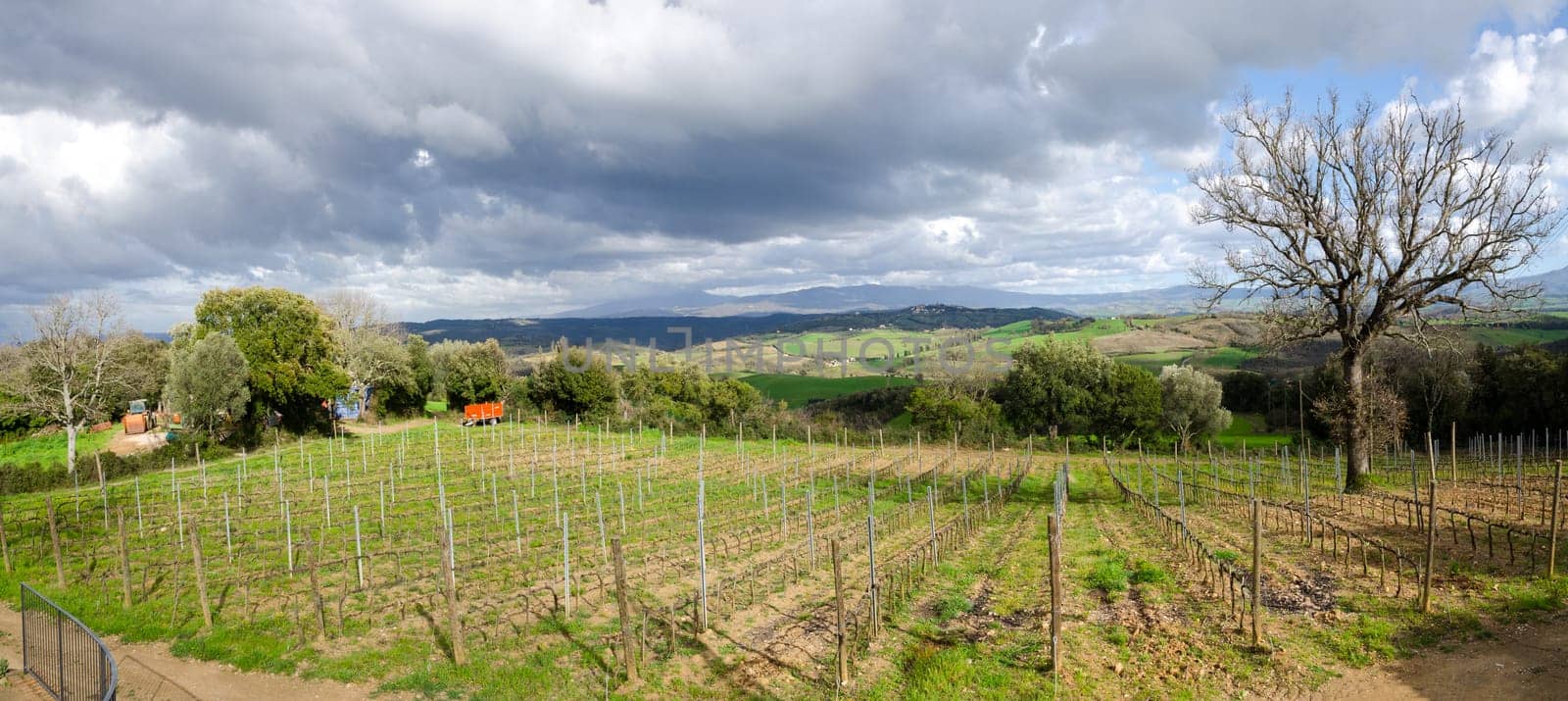 overview of a vineyard on the hills of Tuscany
