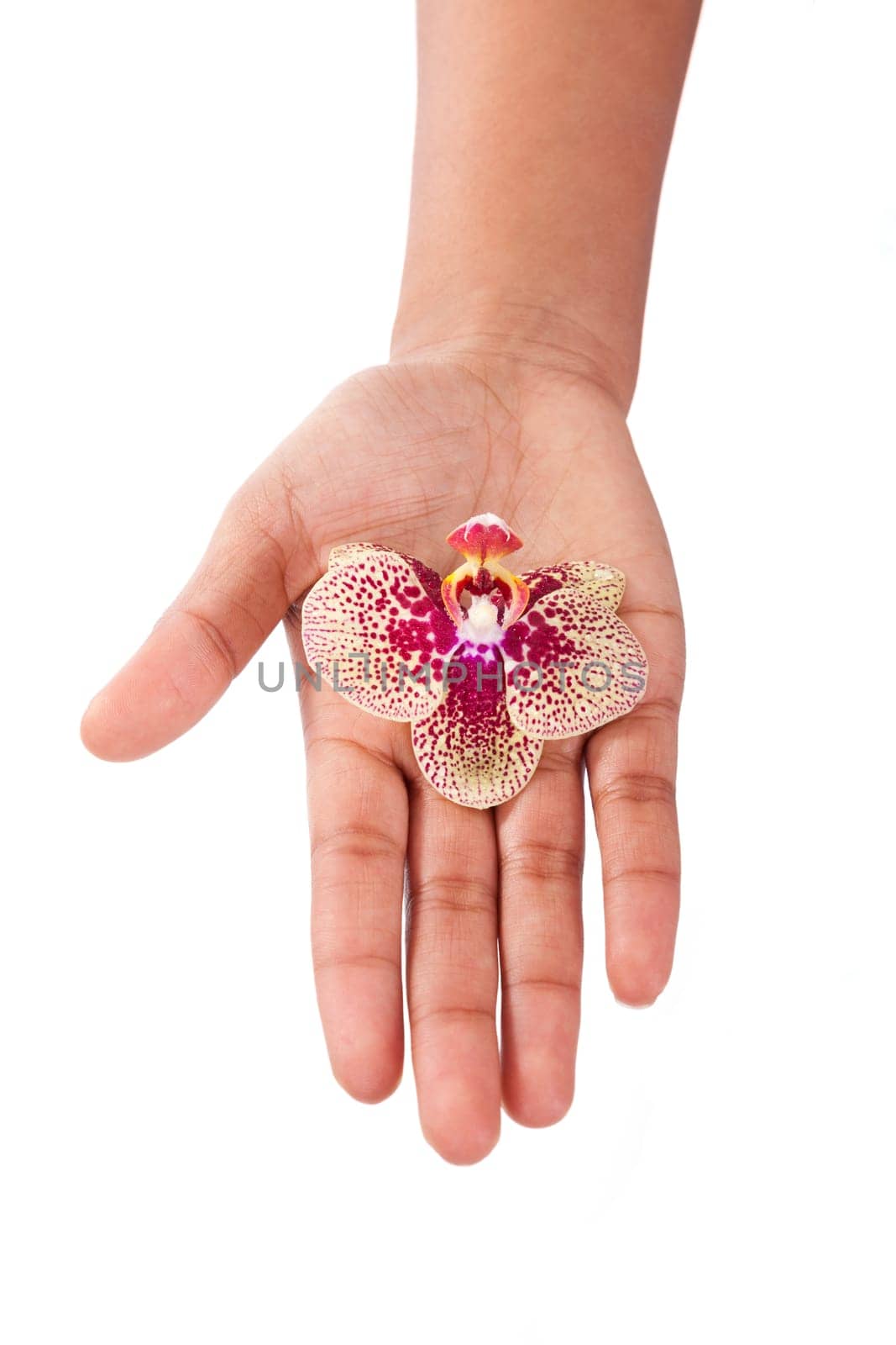 Black African American woman hand holding an orchid flower,isolated on white background