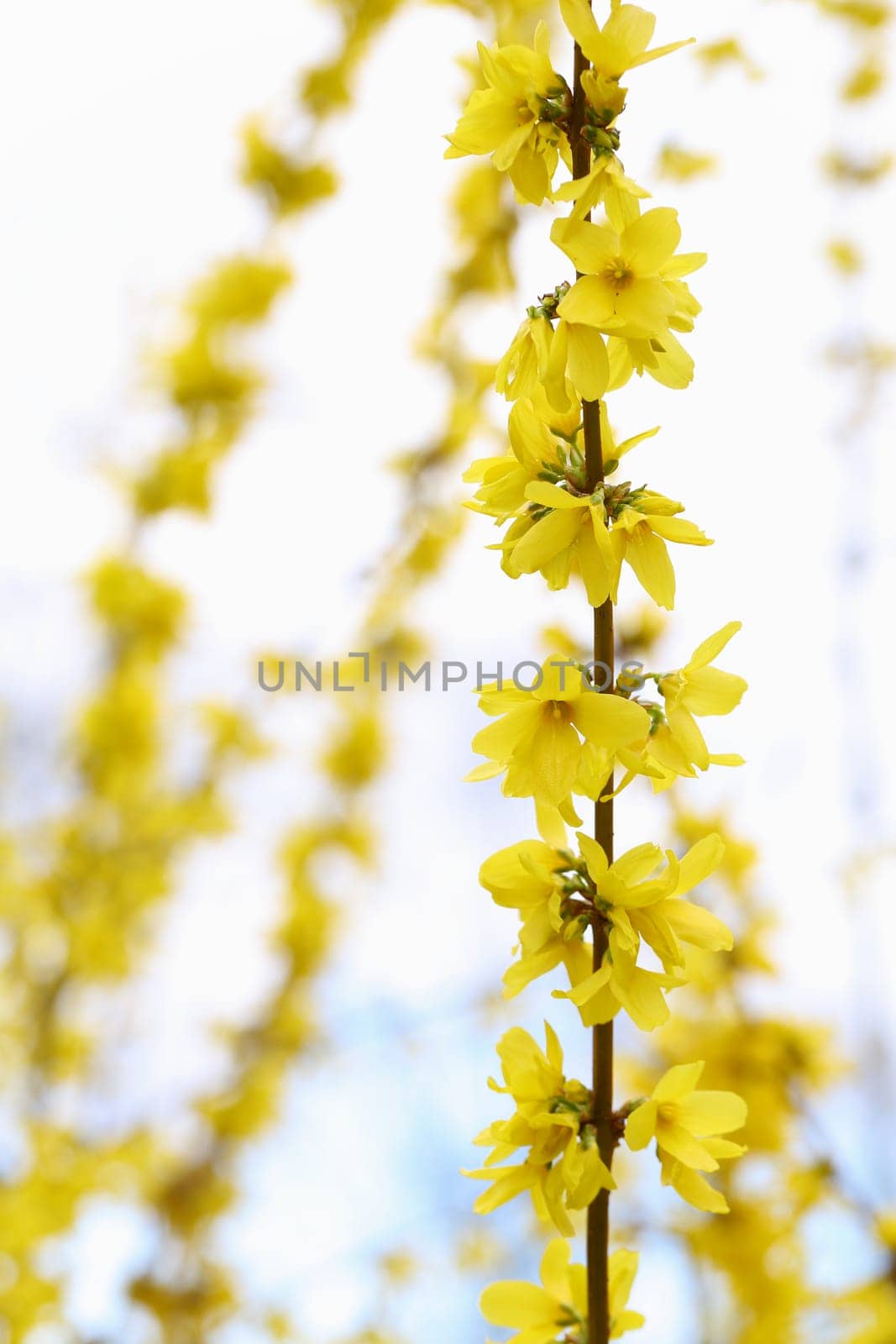 Details of a blossoming forsythia branch in spring isolated.
