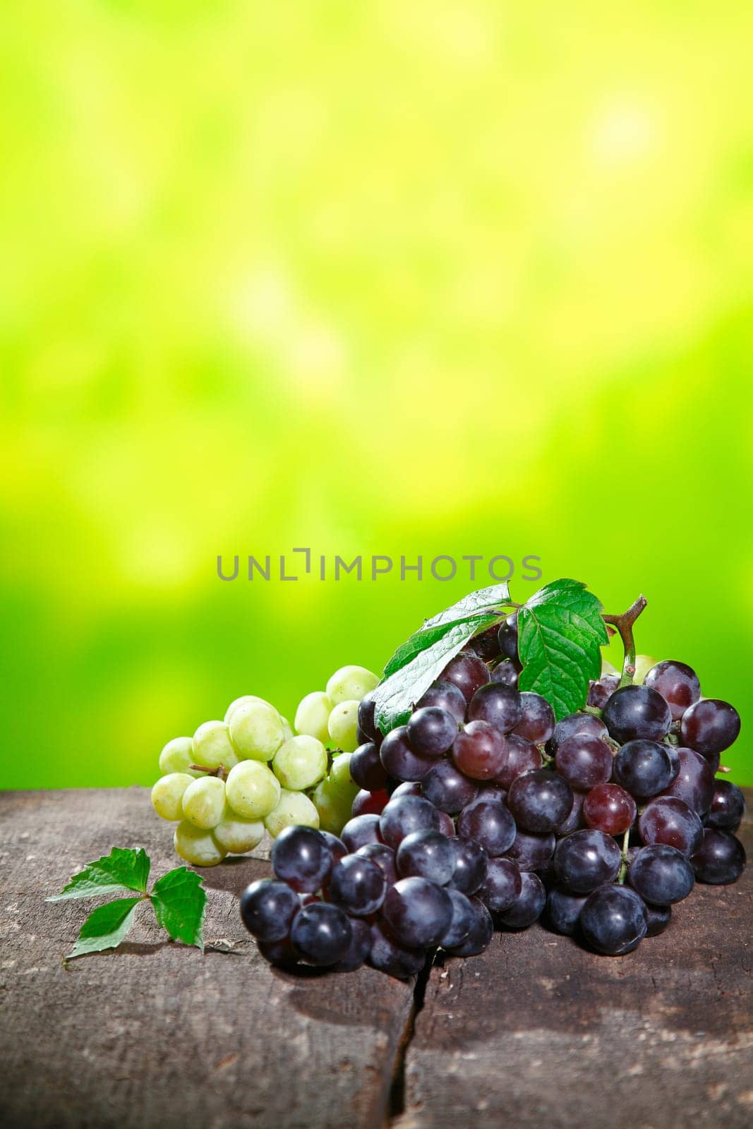 Bunches of fresh red and white grapes outdoors on a stone wall conceptual of either farm fresh table grapes or of cultivars at a winery for wine production