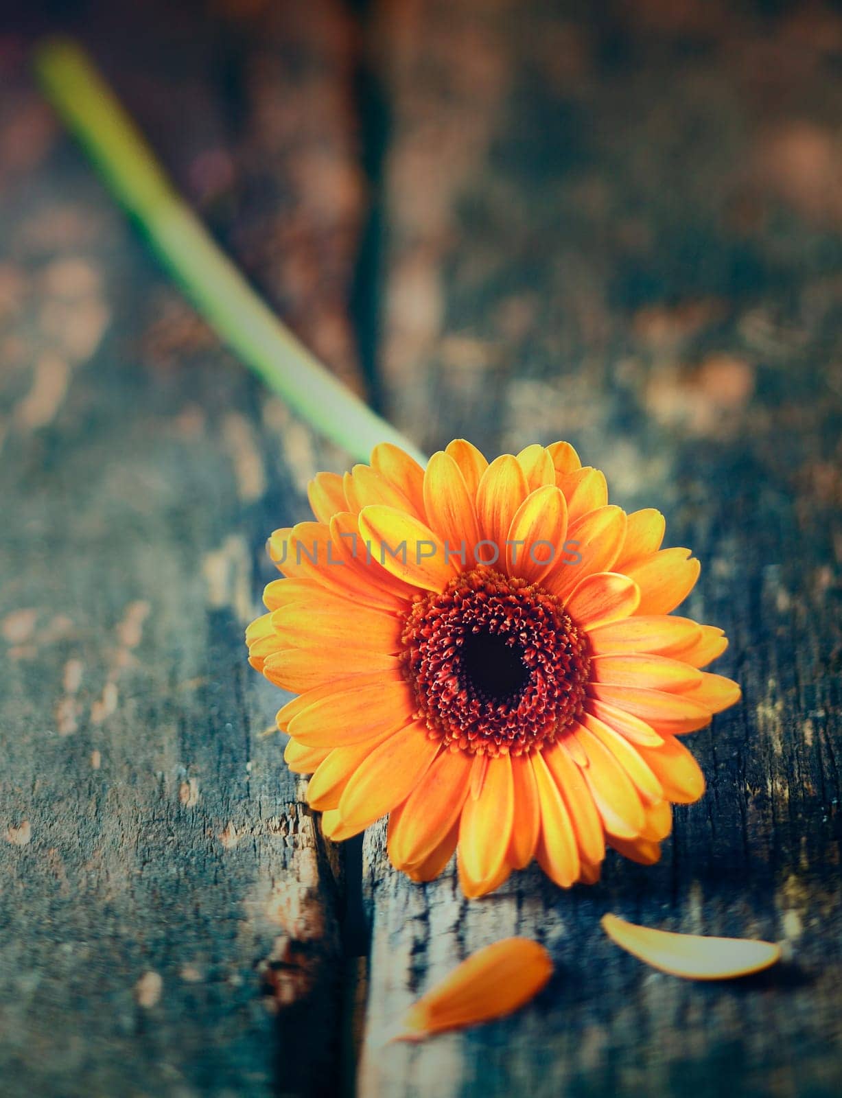 Single bright colourful yellow gerbera daisy lying on a piece of old wood, overhead view with shallow dof