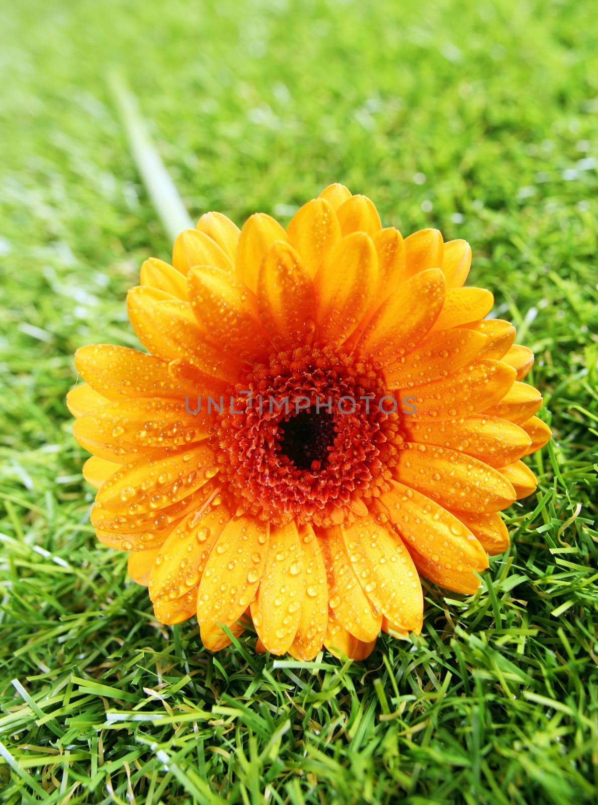 Vibrant yellow gerbera diasy with raindrops of dewdrops glistening on the petals lying on a green summer lawn, closeup detail with shallow dof