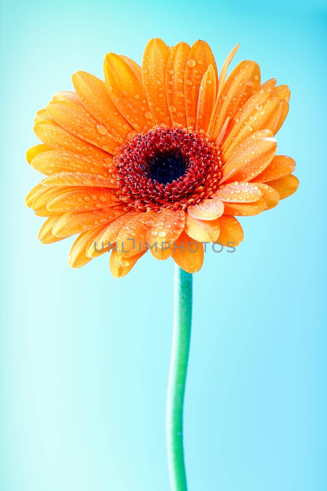 Single colourful ornamental orange gerbera daisy with dew or raindrops glistening on the petals against a blue background