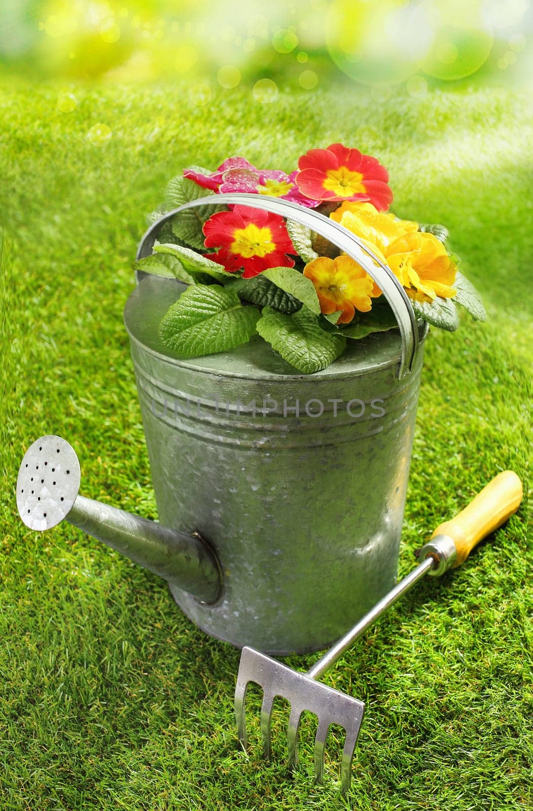 Rustic metal watering can filled with colourful red and yellow summer flowers on a green lawn with a small garden fork or rake in a seasonal and gardening concept