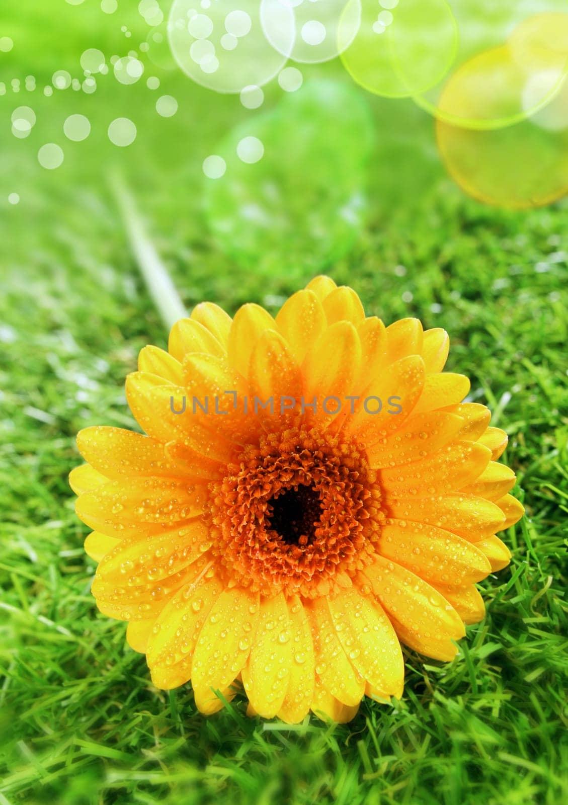 Beautiful yellow gerbera daisy with water droplets from dew or rain beading the petals and a sparkling bokeh from sunlight lighting up the moisture on the green grass