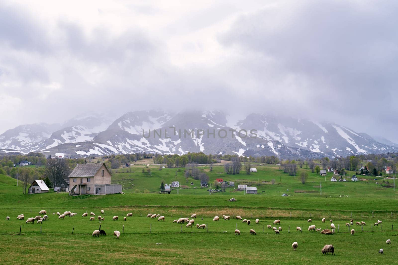 Flock of white sheep grazes near houses in a green valley of snowy mountains. High quality photo