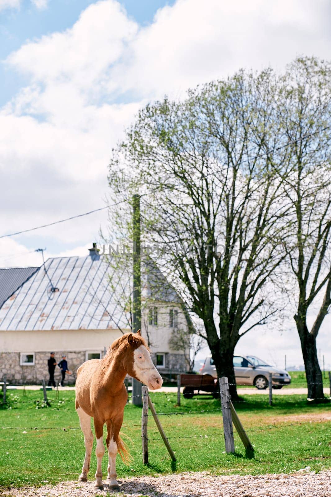 Brown and white horse stands on a green lawn near a fence in the village by Nadtochiy