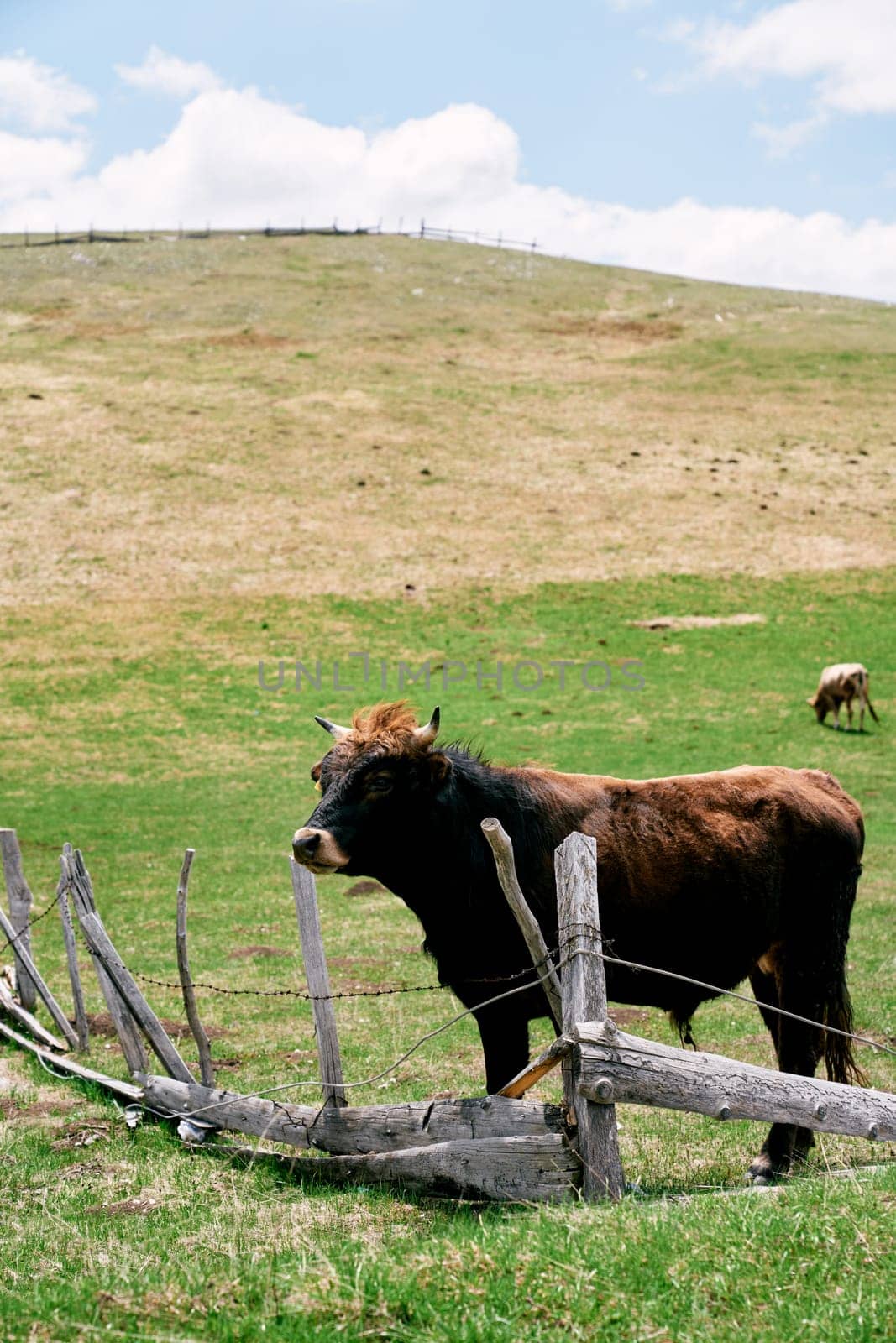 Brown bull stands near a wooden fence in a green pasture. High quality photo