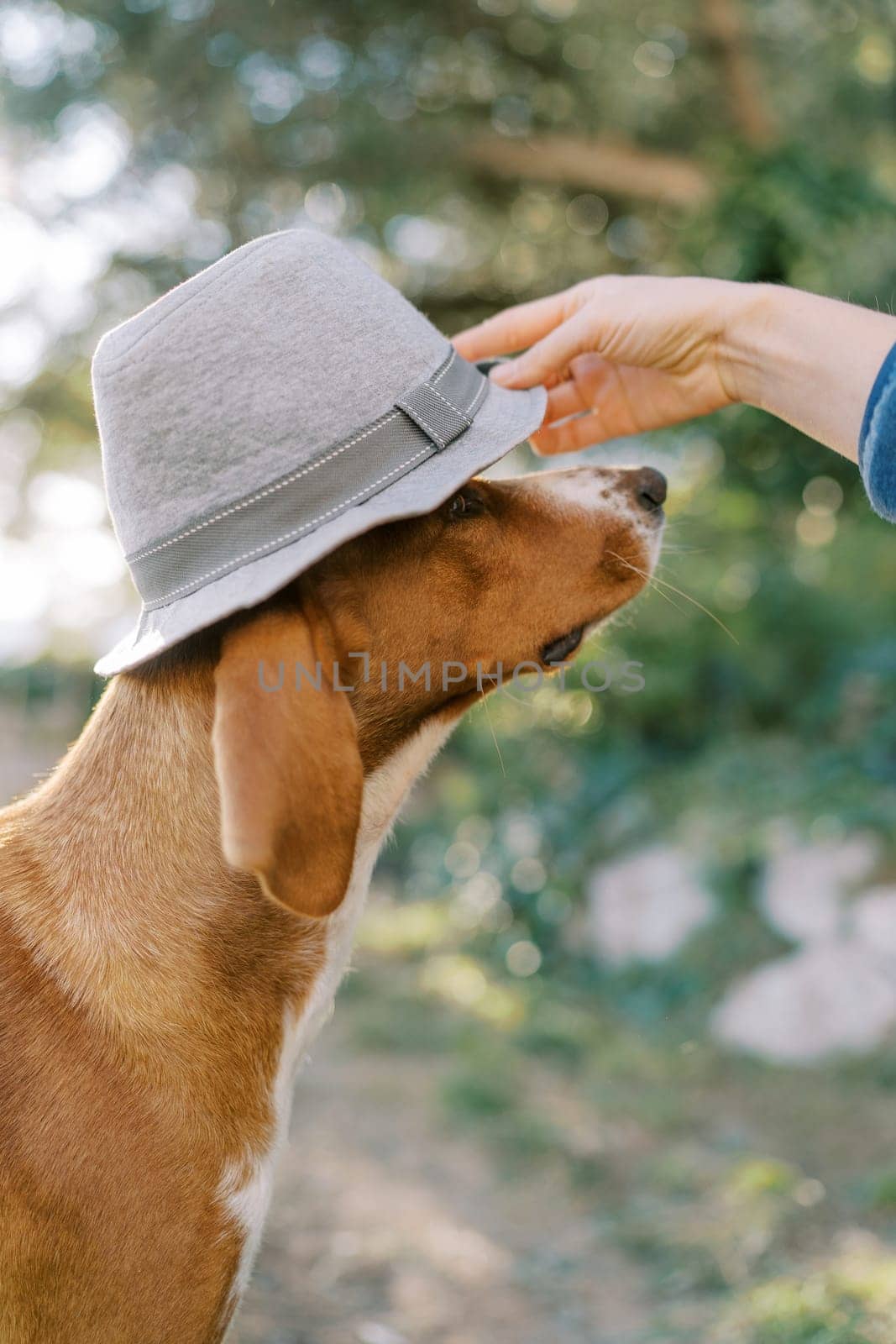 Woman puts a gray hat on the head of a brown dog. High quality photo