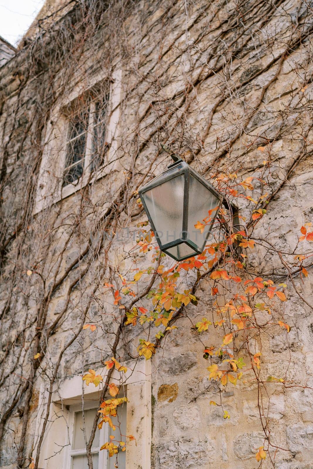 Lantern hangs on an old stone facade of a house woven with ivy branches with yellow leaves by Nadtochiy