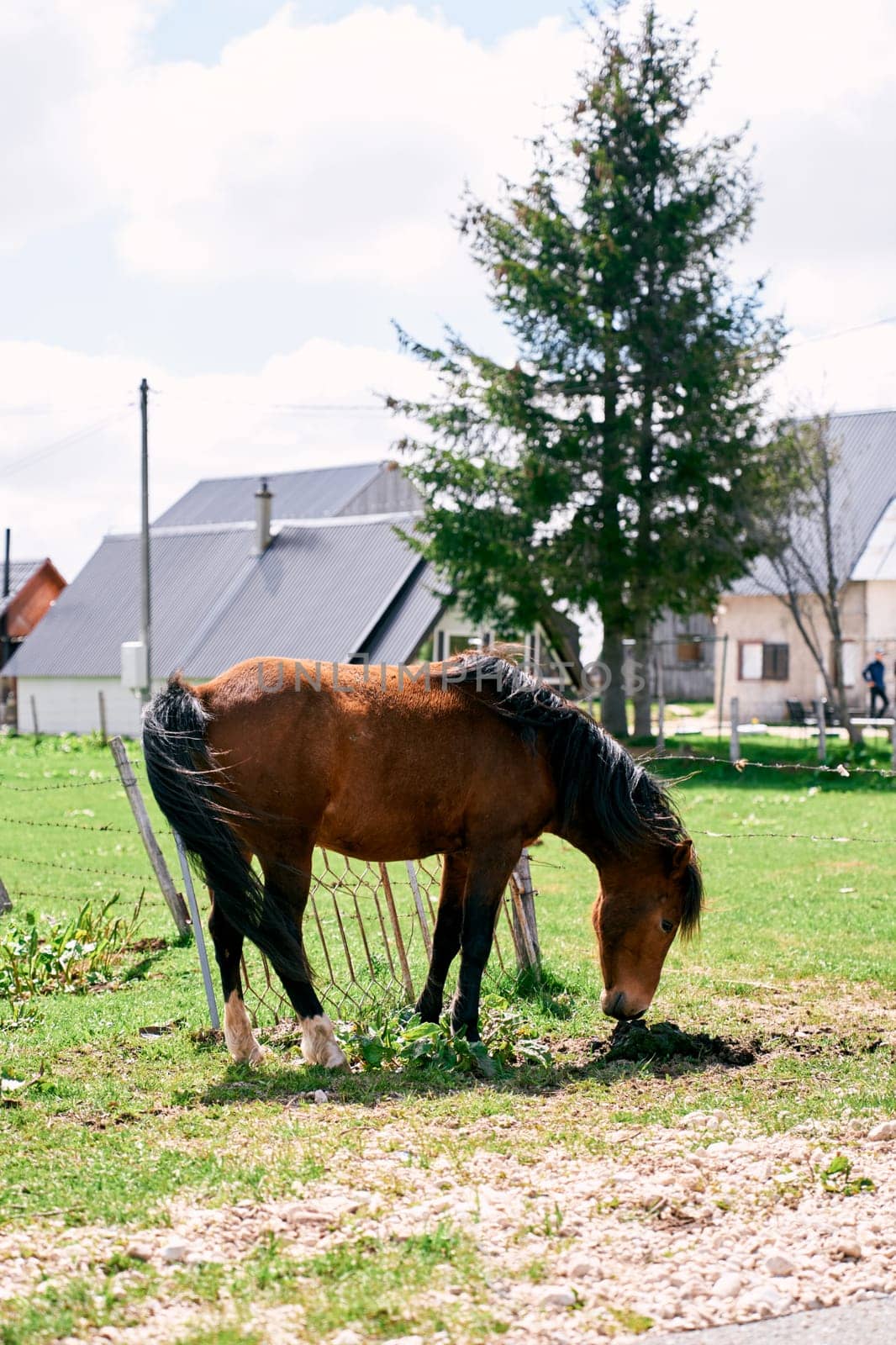 Bay horse graze on a green lawn near a fence in the village. High quality photo