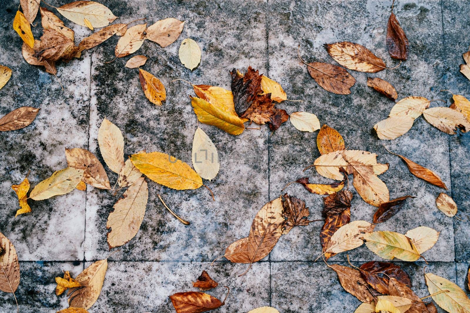 Yellow autumn leaves lie on a gray wet tile by Nadtochiy