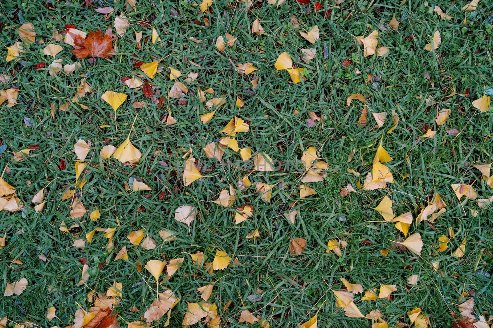 Yellow and red fallen leaves lie on green grass by Nadtochiy