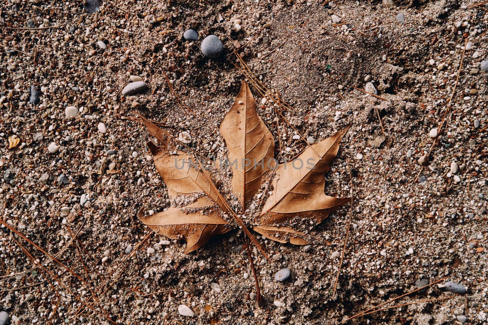 Dry maple leaf lies on the ground partly covered with sand. Top view by Nadtochiy