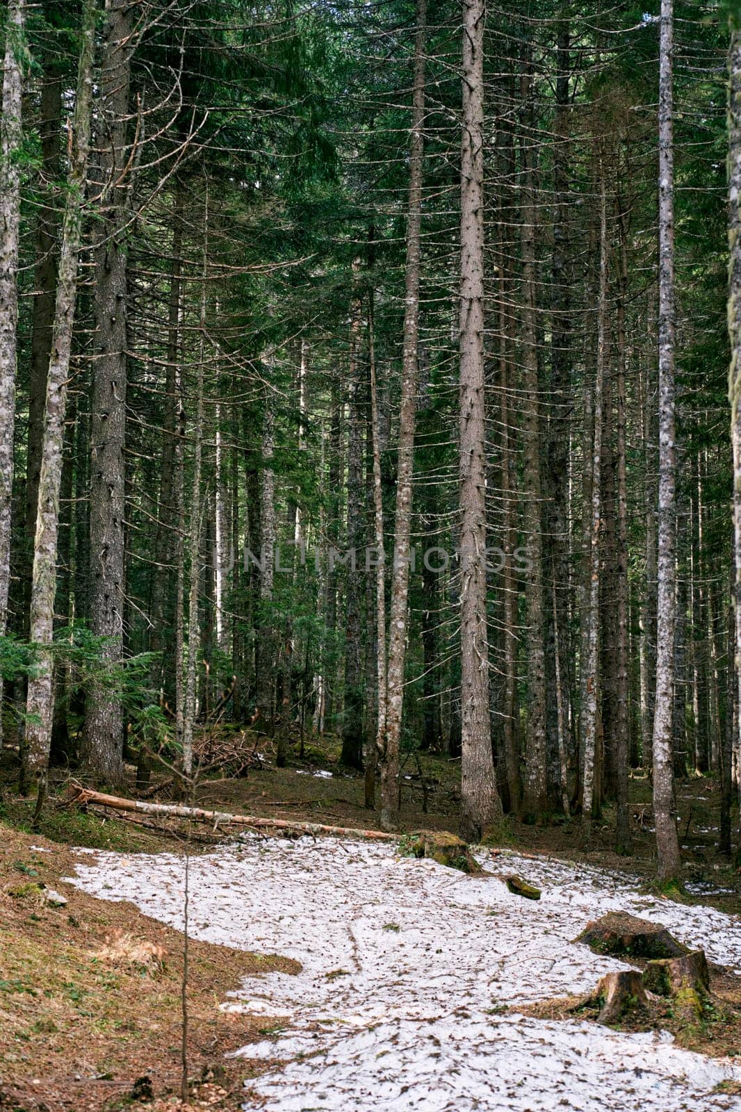 Snowy clearing in a dense spruce forest. High quality photo